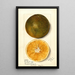 Citrus sinensis - Mary Daisy Arnold — gerahmtes Bild an der Wand