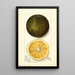 Citrus sinensis Navel - Mary Daisy Arnold — gerahmtes Bild an der Wand