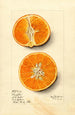Citrus sinensis Temple - Mary Daisy Arnold — Ansicht des Kunstwerks