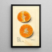 Citrus sinensis Temple - Mary Daisy Arnold — gerahmtes Bild an der Wand