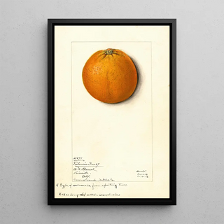 Mary Daisy Arnold - Citrus sinensis Valencia.webp