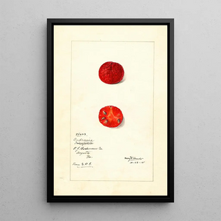 Mary Daisy Arnold - Cudrania tricuspidata.webp