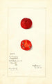 Cudrania tricuspidata - Mary Daisy Arnold — Ansicht des Kunstwerks