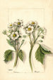 Fragaria - Mary Daisy Arnold — Ansicht des Kunstwerks