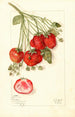 Fragaria Francis - Mary Daisy Arnold — Ansicht des Kunstwerks