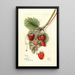 Fragaria Ideal - Mary Daisy Arnold — gerahmtes Bild an der Wand