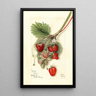 Mary Daisy Arnold - Fragaria Ideal.webp