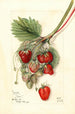 Fragaria Ideal - Mary Daisy Arnold — Ansicht des Kunstwerks