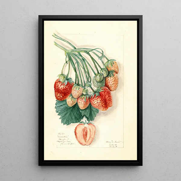 Mary Daisy Arnold - Fragaria Manhattan.webp