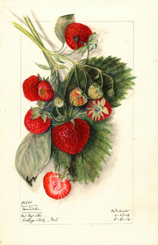 Mary Daisy Arnold - Fragaria Nanticoke.webp