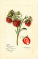 Fragaria Fierté du Delaware - Mary Daisy Arnold — Ansicht des Kunstwerks