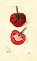 Fragaria Princesse Ena - Mary Daisy Arnold — Ansicht des Kunstwerks