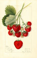 Fragaria Texas - Mary Daisy Arnold — gerahmtes Bild an der Wand