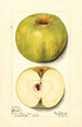 Malus domestica Alfriston - Mary Daisy Arnold — Ansicht des Kunstwerks