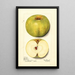Malus domestica Alfriston - Mary Daisy Arnold — gerahmtes Bild an der Wand