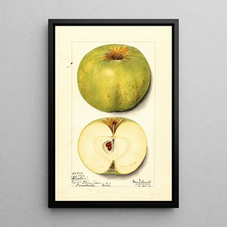 Mary Daisy Arnold - Malus domestica Alfriston.webp