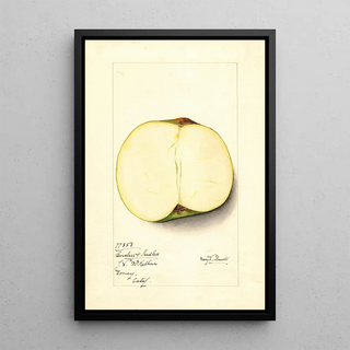 Mary Daisy Arnold - Malus domestica Coreless Seedless.webp