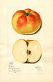 Malus domestica Ewalt - Mary Daisy Arnold — Ansicht des Kunstwerks