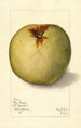 Malus domestica Gloria Mundi - Mary Daisy Arnold — Ansicht des Kunstwerks