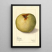 Malus domestica Gloria Mundi - Mary Daisy Arnold — gerahmtes Bild an der Wand
