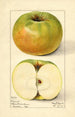 Malus domestica Nixonite - Mary Daisy Arnold — Ansicht des Kunstwerks