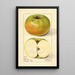 Malus domestica Nixonite - Mary Daisy Arnold — gerahmtes Bild an der Wand