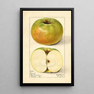 Mary Daisy Arnold - Malus domestica Nixonite.webp