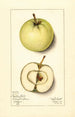 Malus domestica Trenton Early - Mary Daisy Arnold — Ansicht des Kunstwerks