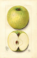 Malus domestica White Pippin - Mary Daisy Arnold — Ansicht des Kunstwerks