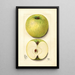 Malus domestica White Pippin - Mary Daisy Arnold — gerahmtes Bild an der Wand