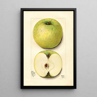 Mary Daisy Arnold - Malus domestica White Pippin.webp