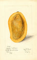 Mangifera indica Totafari - Mary Daisy Arnold — Ansicht des Kunstwerks