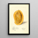 Mangifera indica Totafari - Mary Daisy Arnold — gerahmtes Bild an der Wand