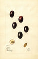 Olea europaea Mission - Mary Daisy Arnold — Ansicht des Kunstwerks