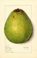 Persea Persea Americana - Mary Daisy Arnold — Ansicht des Kunstwerks