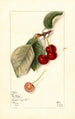 Prunus avium George Glass - Mary Daisy Arnold — Ansicht des Kunstwerks