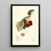 Prunus avium George Glass - Mary Daisy Arnold — gerahmtes Bild an der Wand