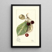 Prunus avium Luelling - Mary Daisy Arnold — gerahmtes Bild an der Wand