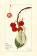 Prunus avium Montmorency - Mary Daisy Arnold — Ansicht des Kunstwerks