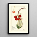 Prunus avium Montmorency - Mary Daisy Arnold — gerahmtes Bild an der Wand