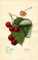 Prunus avium Reine Hortense - Mary Daisy Arnold — Ansicht des Kunstwerks