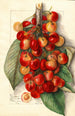 Prunus avium Royal Anne - Mary Daisy Arnold — Ansicht des Kunstwerks