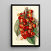 Prunus avium Royal Anne - Mary Daisy Arnold — gerahmtes Bild an der Wand