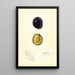 Prunus domestica Earliana - Mary Daisy Arnold — gerahmtes Bild an der Wand