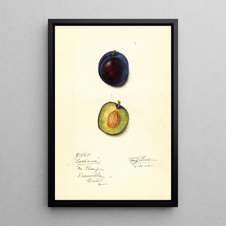 Mary Daisy Arnold - Prunus domestica Earliana.webp