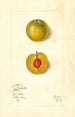 Prunus domestica Kelbolan - Mary Daisy Arnold — Ansicht des Kunstwerks