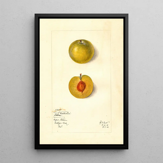 Mary Daisy Arnold - Prunus domestica Kelbolan.webp