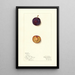 Prunus domestica Toka - Mary Daisy Arnold — gerahmtes Bild an der Wand