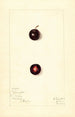 Prunus domestica Wachampa - Mary Daisy Arnold — Ansicht des Kunstwerks