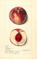 Prunus persica Illinois - Mary Daisy Arnold — Ansicht des Kunstwerks